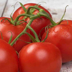 Tomato, Better Boy Hybrid 25 Pelleted Seeds