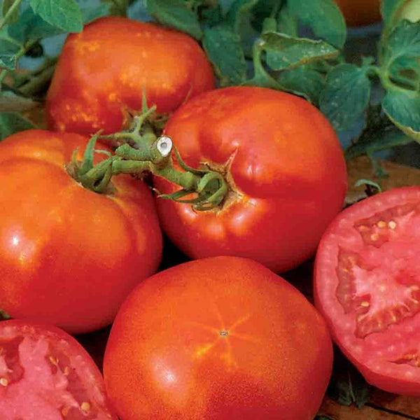 Tomato, Big Boy Hybrid 25 Pelleted Seeds