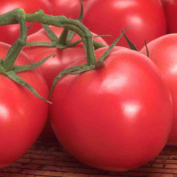 Tomato, Box Car Willie Heirloom Seeds, 400mg