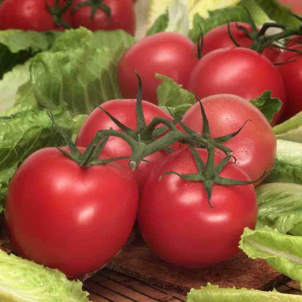 Tomato, Early Girl Hybrid 30 Pelleted Seeds