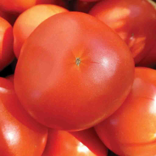 Tomato, Mortgage Lifter Heirloom Seeds, 400mg