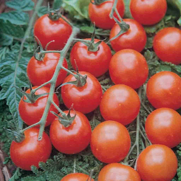 Tomato, Supersweet 100 VF Hybrid Seeds, 180mg