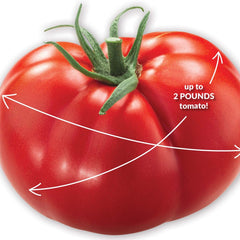 Tomato, Beefed Up Beefsteak Hybrid Seeds, 200mg
