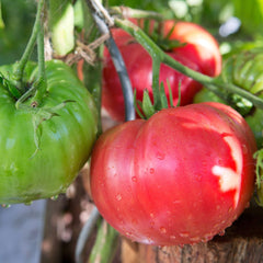 Tomato, Beefed Up Beefsteak Hybrid Seeds, 200mg