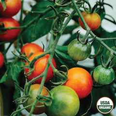Tomato, Large Red Cherry Organic Seeds, 300mg