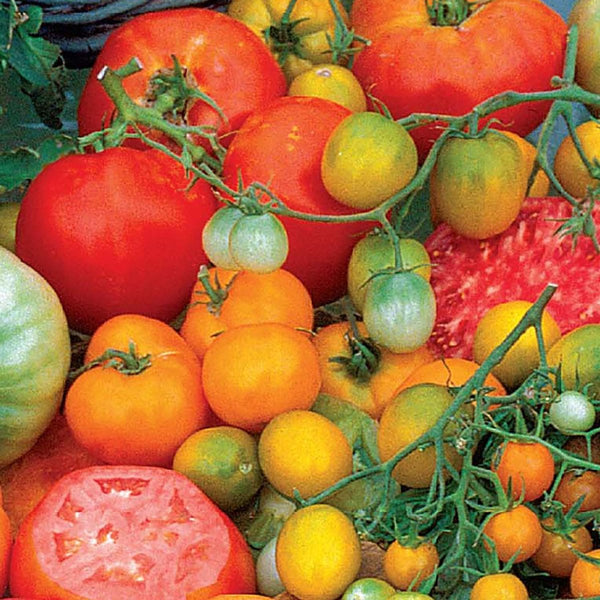 Tomato, Rainbow Blend Heirloom Seeds, 400mg