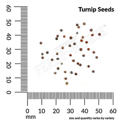 Turnip, Seven Top Organic Seeds, 3.5g