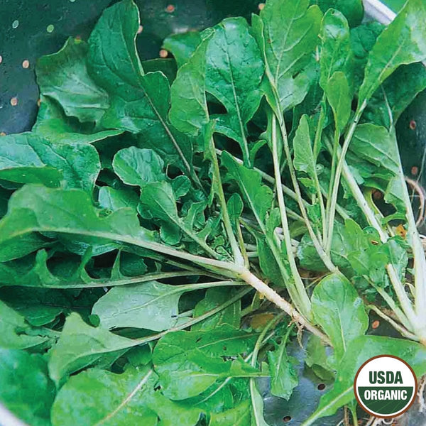 Turnip, Seven Top Organic Seeds, 3.5g