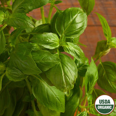 Basil, Genovese Organic Seeds, 300mg