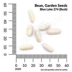 Bean, Bush Blue Lake 274 Organic Seeds, 17.5g
