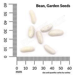 Bean, Blue Lake Stringless Pole Organic Seeds, 17.5g