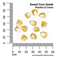 Sweet Corn, Peaches & Cream Hybrid Seeds, 14.9g