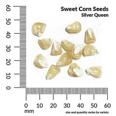Sweet Corn, Silver Queen Hybrid Seeds, 16.6g