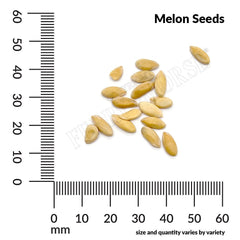 Melon, Honeydew Seeds, 1.8g