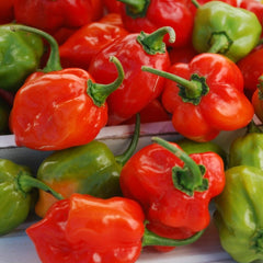 Pepper, Habanero Organic Seeds, 400mg
