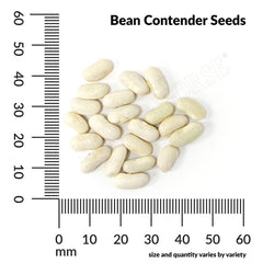 Bean, Contender Organic Seeds, 17.5g