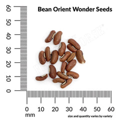 Bean, Orient Wonder Seeds, 4.4g