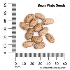 Bean, Pinto Seeds, 22.8g