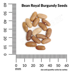 Bean, Royal Burgundy Seeds, 22.8g
