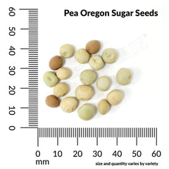 Pea, Oregon Sugar Pod Organic Seeds, 14g