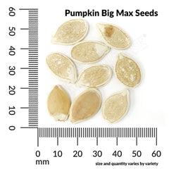 Pumpkin, Big Max Organic Seeds, 4.4g