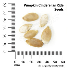 Pumpkin, Cinderella's Ride Seeds, 3g