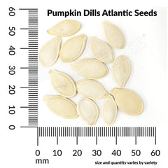 Pumpkin, Dills Atlantic Seeds, 3.5g