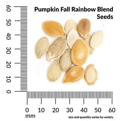 Pumpkin, Fall Rainbow Blend Organic Seeds, 4.4g