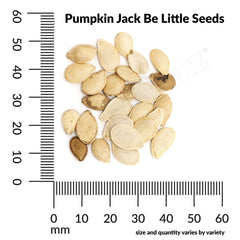 Pumpkin, Jack Be Little Seeds, 3.5g