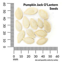 Pumpkin, Jack O'Lantern Organic Seeds, 4.4g