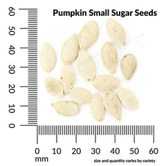 Pumpkin, Early Sugar or Pie Organic Seeds, 4.4g