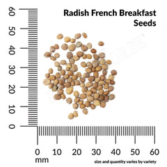 Radish, French Breakfast Organic Seeds, 2.6g