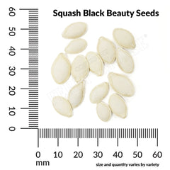 Squash, Black Beauty Zucchini Organic Seeds, 5.3g