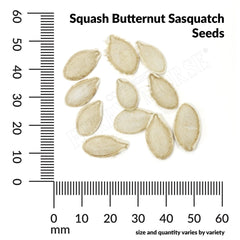 Squash, Butternut Sasquash Seeds, 3g