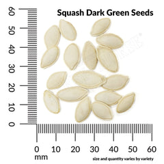 Squash, Dark Green Zucchini Organic Seeds, 5.3g
