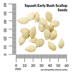 Squash, Early White Bush Scallop Organic Seeds, 5.3g