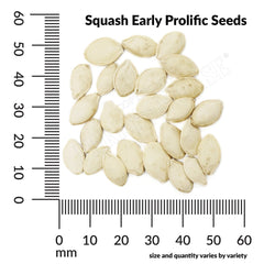 Squash, Early Prolific Straightneck Organic Seeds, 5.3g