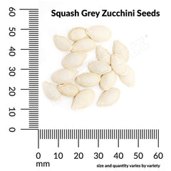Squash, Grey Zucchini Organic Seeds, 4.4g