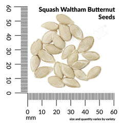Squash, Waltham Butternut Organic Seeds, 5.3g