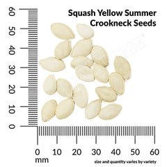 Squash, Yellow Summer Crookneck Organic Seeds, 5.3g