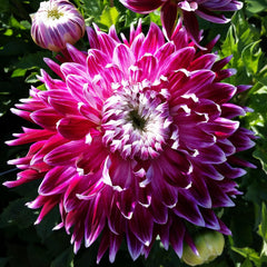 Vancouver Dahlia Bulbs Perennial Growing Bonsai Roots Rhizomes Corms Tubers Potted Planting Reblooming Fragrant Garden Species Blooms Flower Seeds Plant Gardening