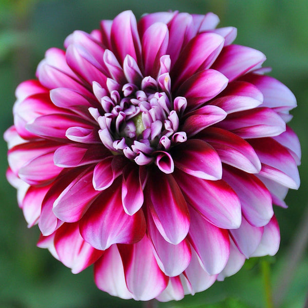 Dahlia Vik Jesse Bulbs Perennial Growing Bonsai Roots Rhizomes Corms Tubers Potted Planting Reblooming Fragrant Garden Species Blooms Flower Seeds Plant Gardening