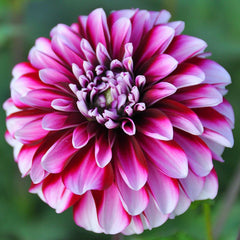 Dahlia Vik Jesse Bulbs Perennial Growing Bonsai Roots Rhizomes Corms Tubers Potted Planting Reblooming Fragrant Garden Species Blooms Flower Seeds Plant Gardening