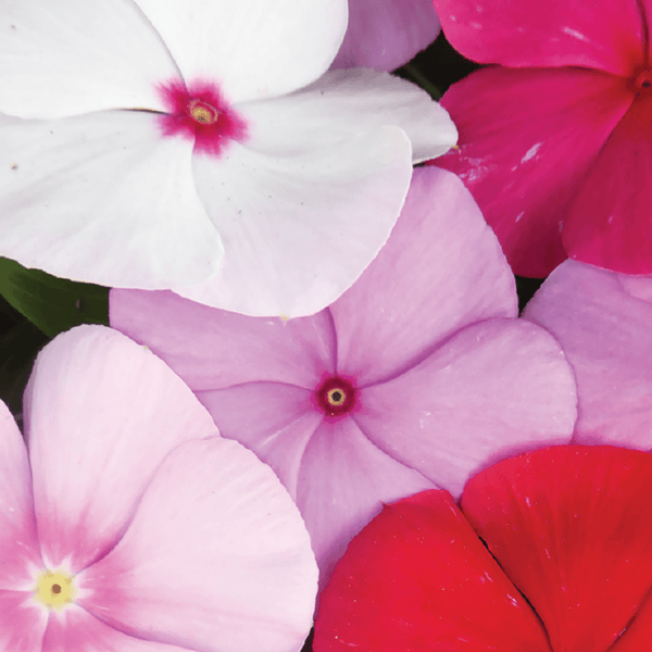 Vinca, Mixed Colors Seeds, 400mg