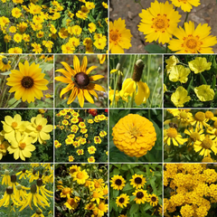 Yellow Mix Bulk Flower Seeds, 1lb