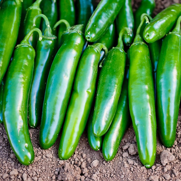 Pepper, Super Nacho Jalapeno Seeds, 200mg