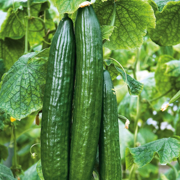 Cucumber, The Big Dill Seeds, 980mg
