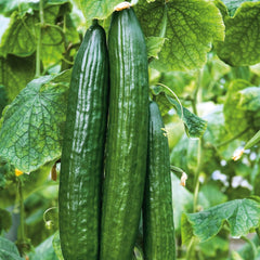 Cucumber, The Big Dill Seeds, 980mg
