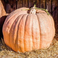 Pumpkin, Cinderella's Ride Seeds, 3g
