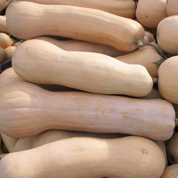 Squash, Butternut Sasquash Seeds, 3g